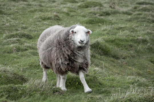 portrait of a pretty herdwick sheep with a grey body and white head and legs