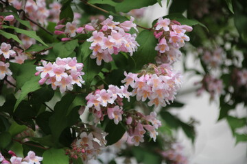 Rosa Blüten