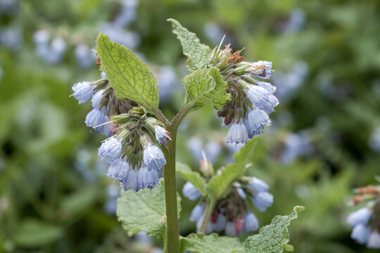 pretty flowers of blue comfrey symphytum caucasicum also known as the beinwell