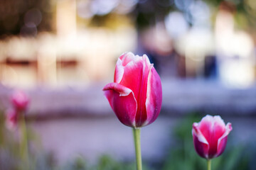 Closeup of a pink and white tulip in a natural landscape
