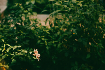 Michelangelo roses flowers expand to 12.7 cm. Each Michelangelo roses has 40-45 petals. Michelangelo roses are also famous for their strong lemon scent. Michelangelo roses