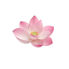A vividly pink lotus flower, open and inviting against a transparent background