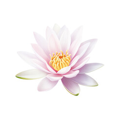 Fototapeta premium A water lily, its petals spread wide and floating, isolated on a transparent background