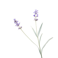 Obraz premium A soft violet lavender flower with a gentle blur, isolated on a transparent background