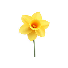 A sunlit daffodil, its bright yellow petals glowing against a transparent background