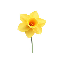 Fototapeta premium A sunlit daffodil, its bright yellow petals glowing against a transparent background