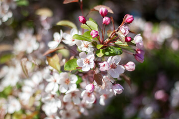 Assortment of pink and white flowers with green leaves