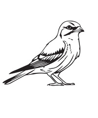 Shrike Bird Victor Design