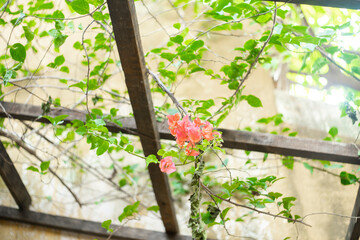 deciduous if Bougainvillae is a dry season. The leaves of Bougainvillae are alternate, simple ovate-acuminate, 4–13 cm long and 2–6 cm broad. The actual flower 