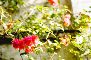 deciduous if Bougainvillae is a dry season. The leaves of Bougainvillae are alternate, simple...