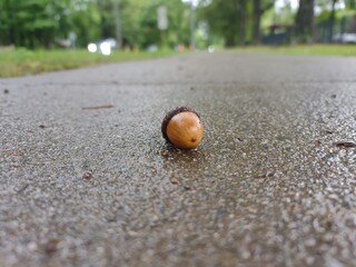 Street acorn © David Boraks