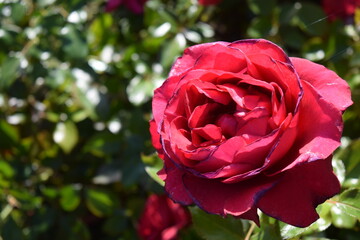 Rose rouge