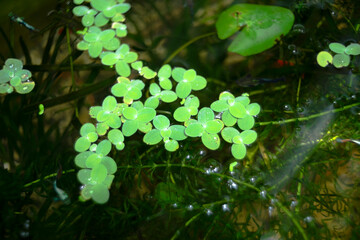 Lemna minor also known as Lemna minor,Lemna minor is a popular plant with farmers. Lemna minor is...