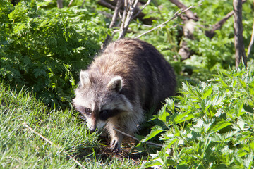 Closeup on Single Racoon Walking Trough the Grass, Mont Royal Park, Montreal, Spring 2024