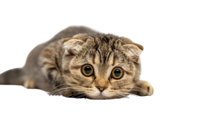 cat isolated on white background