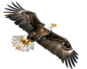 American bald eagle on white isolate background