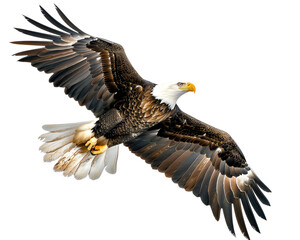 Fototapeta premium American bald eagle on white isolate background