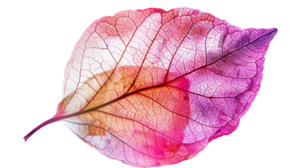 pink leaf isolated on white background