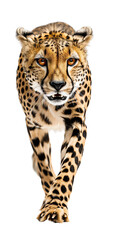 Obraz premium leopard in front of white background