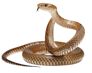 snake on white isolate background