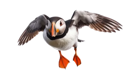 atlantic puffin bird on a white isolate background