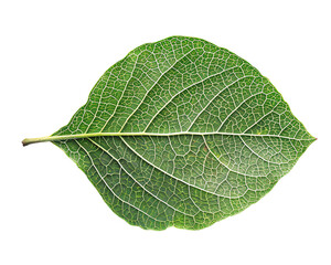 Obraz premium green leaf isolated on white