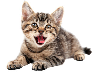 Obraz premium scottish fold kitten on a white isolate background