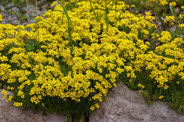 Yellow blooming Draba sibirica . An Alpine plant with dense numerous inflorescences. Floral...