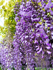 公園に咲く藤の花