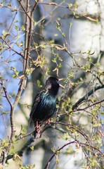 Ein Star im Frühling