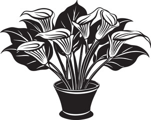 Beautiful Calla Flowers in a pot. Vector illustration