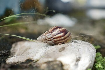 The snail protects itself in its shell