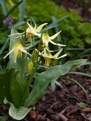 Yellow flowers of Erythronium in the spring garden.Perennial herbaceous bulbous plant, genus of the Lily family