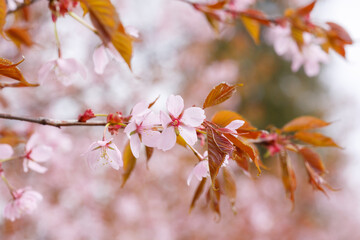 Spring flowering cherry tree branch with rose flowers