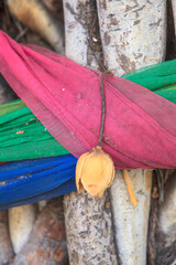 Dry Lotus with colourful cloth wrap around the Pho tree