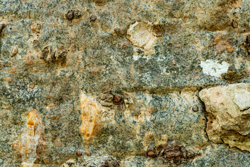 Surface texture of old Plumeria or Frangipani tree stem in tropical botanical garden.