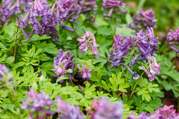 Bumblebee on flowers of Corydalis ( lat. Corydalis ) in spring forest