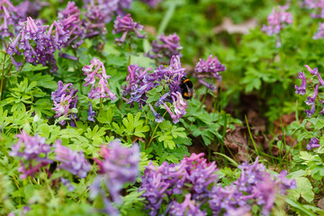 Bumblebee on flowers of Corydalis ( lat. Corydalis ) in spring forest