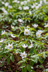 Oak anemone ( lat. Anemone nemorosa ) is a perennial herbaceous plant