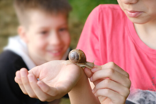 beautiful snail sitting on boy's hand, study shellfish, importance of environmental education and introducing to wonders nature, hands-on experience of child, connection children and natural world