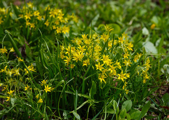 Goose onion , or Gusinoluk, or Gooseberry, or Geidzhia, or Bird onion ( lat. Gagea ) is a genus of herbaceous bulbous plants of the Liliaceae family