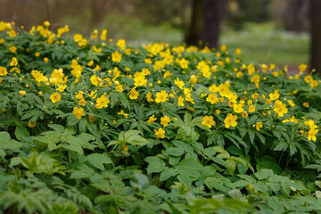 Obraz premium Anemone ranunculoides in spring park