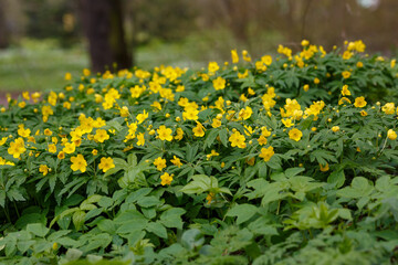 Anemone ranunculoides , is a plant of the Ranunculaceae family in spring time