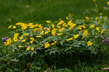 Anemone ranunculoides in spring park