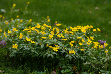 Anemone ranunculoides , is a plant of the Ranunculaceae family in spring time