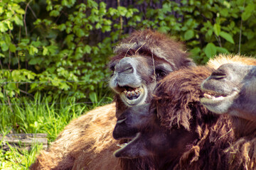 Detail of a camel's mouth. Shot of the open mouth of a resting camel. Teeth, mouth, head. African desert animal