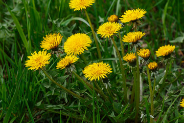 Yellow flowers of dandelions in green backgrounds