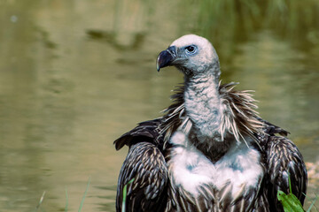 Portrait of a vulture. Big bird, vulture head detail.