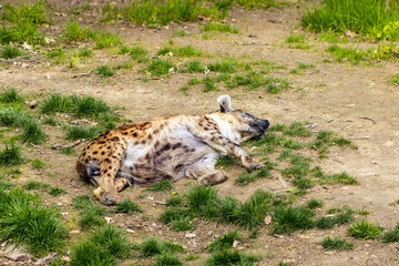 Hyena resting on the grassy ground. Lying hyena, beast, predator. Spotted coat