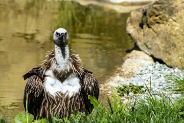 A vulture standing in the grass and watching the surroundings. Grass and water pond in the background. Vulture, bird.